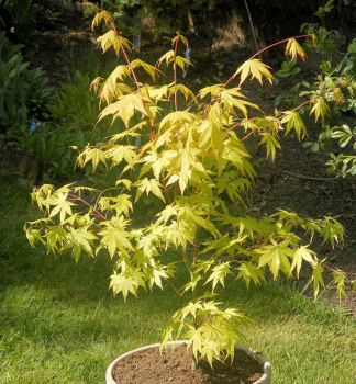 Fcherahorn SUMMER GOLD 90-100 cm, Cont. 7,5 l