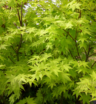 Obr�zok (6)