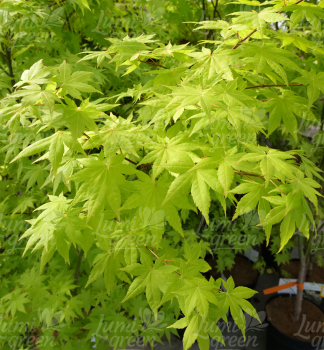 Obr�zok (7)