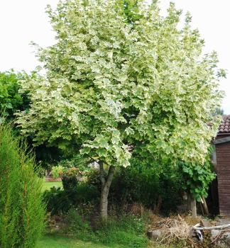 Spitzahorn 'DRUMMONDII', 200-250 cm, Cont. 15 l