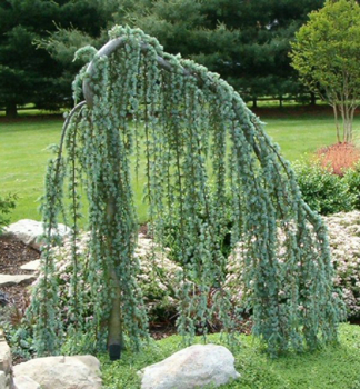 H�nge-Atlaszeder �GLAUCA PENDULA� 160-180 cm, Cont. 12 l