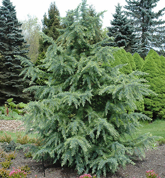 Himalaya-Zeder BUSHES ELECTRA 40-50 cm, Cont. 2,5 l