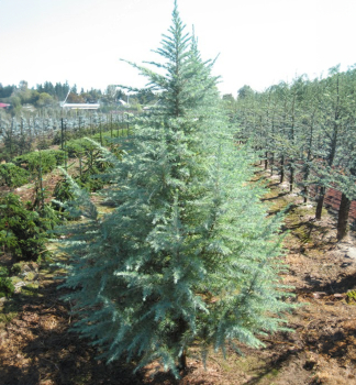 Himalaya-Zeder �BUSHES ELECTRA� 90-100 cm, Cont. 2,5 l