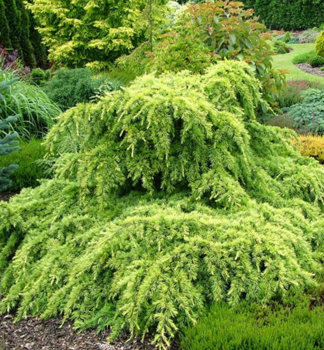 Himalaya-Zeder GOLDEN HORIZON 40-50 cm, Cont. 5 l