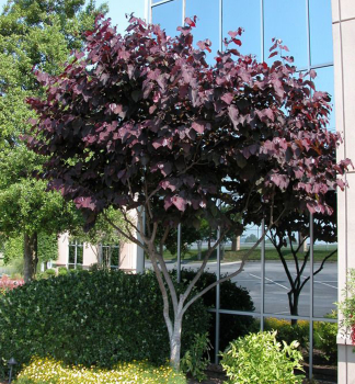 Kanadischer Judasbaum �FOREST PANSY� 100-120 cm, Cont. 5 l