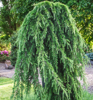 Himalaya-Zeder �PENDULA� 160-180 cm, Cont. 10 l