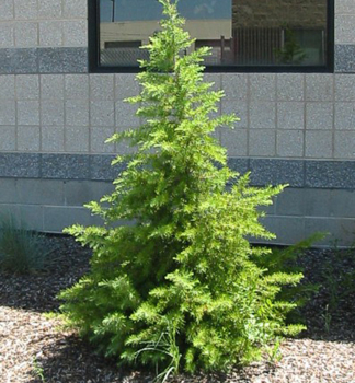 Libanon-Zeder  50-60 cm, Cont. 4 l