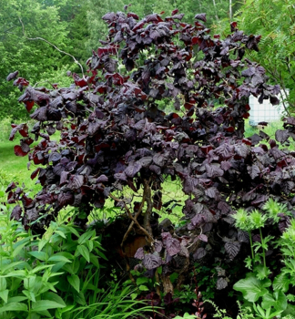 Korkenzieherhaselnuss RED MAJESTIC Auf Stamm 120 cm, Cont. 12 l