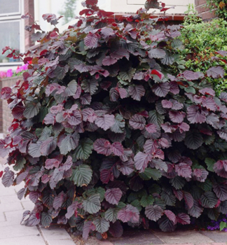 Blut-Hasel PURPUREA 40-50 cm, Cont. 2,5 l