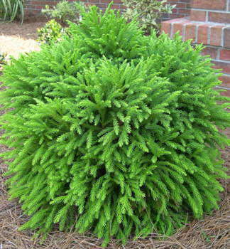 Japanische Sicheltanne �GLOBOSA NANA� 30-40 cm, Cont. 9 l