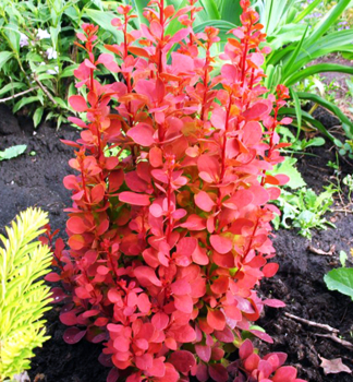 Thunberg-Berberitze ORANGE ROCKET 40-50 cm, Cont. 2,5 l