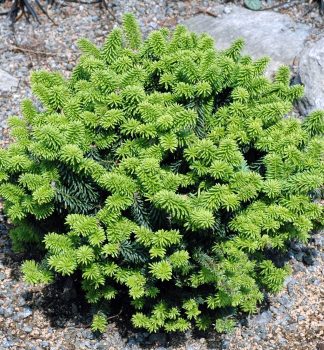 Balsam-Tanne �PICCOLO� 15-20 cm, Cont. 2,5 l