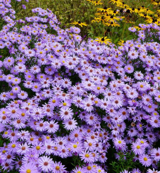 Kissen-Aster PROFESSOR KIPPENBERG Cont. 0,5 l