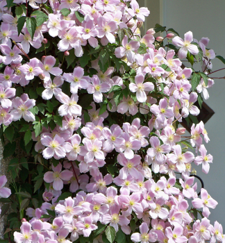 Berg-Waldrebe �MAYLEEN� 40-50 cm, Cont. 1,6 l