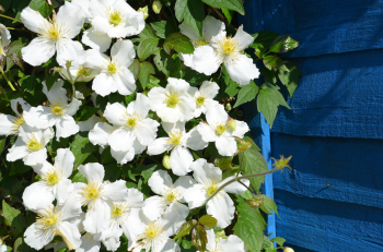 Berg-Waldrebe GRANDIFLORA 40-50 cm, Cont. 2 l