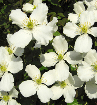 Berg-Waldrebe GRANDIFLORA 50-60 cm, Cont. 2 l