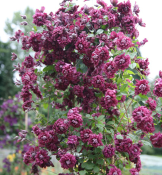 Clematis 'PURPUREA PLENA ELEGANS' 40-50 cm, Cont. 2 l