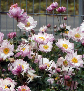 Anemone MONT ROSE Cont. 0,5 l