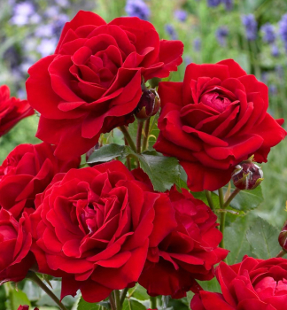 Rose 'NINA WEIBULL�', Cont. 3 l