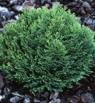 Lawsons Scheinzypresse MINIMA GLAUCA 15-20 cm, Cont. 2 l