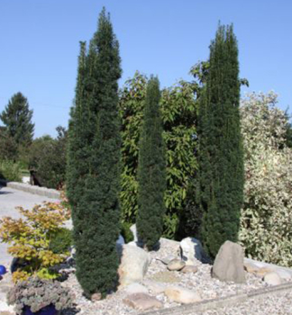 Europische Eibe 'FASTIGIATA ROBUSTA' 20-30 cm, Cont. 2,5 l