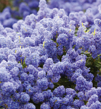 S�ckelblume �VICTORIA� 20-30 cm, Cont. 2 l