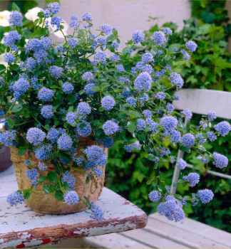 Sckelblume 15-20 cm, Cont. 1,4 l