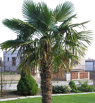 Chinesische Hanfpalme (Trachycarpus Fortunei), 30-40 cm, Cont. 2 l