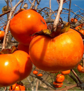 Tomate Ebenholz / Hurmikaki �VANIGLIA� 190-210 cm, Cont. 9,5 l