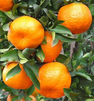 Mandarinenbaum MIYAGAWA 40-50 cm, Cont. 2 l