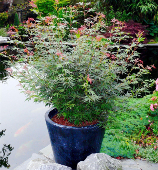Fcherahorn JERRE SCHWARTZ 50-60 cm, Cont. 3 l