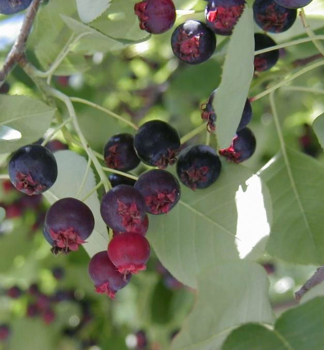 Kupfer-Felsenbirne (Amelanchier) BALERINA 40-50 cm, Cont. 5 l