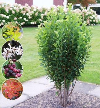 Kupfer-Felsenbirne (Amelanchier) RAINBOW PILLAR 60-70 cm, Cont. 3 l