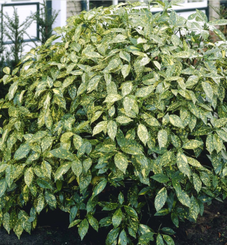 Obr�zok (5)