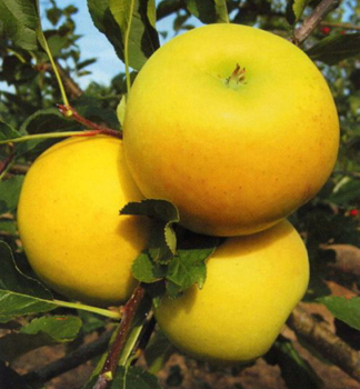 Apfel BOHEMIA GOLD Unterl. M26, wurzelnackt