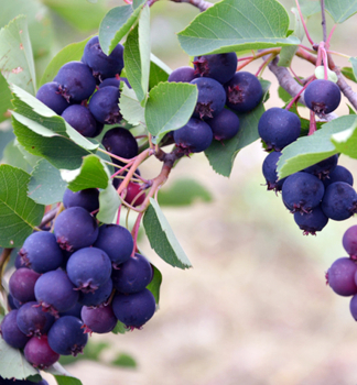 Erlenblttrige Felsenbirne 'MARTIN' (Amelanchier) 40-50 cm, Cont. 2 l