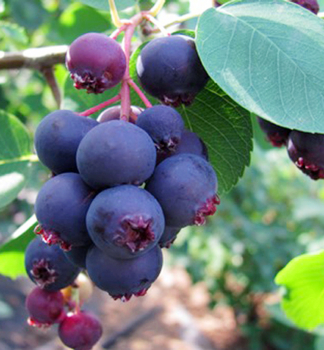 Erlenblttrige Felsenbirne 'SMOKY' (Amelanchier) 30-40 cm, Cont. 2 l