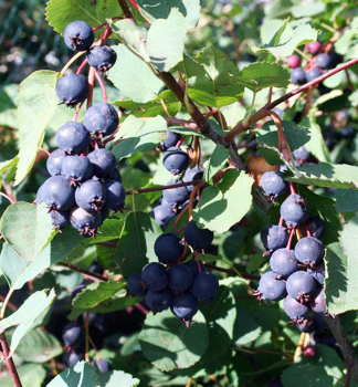 Erlenblttrige Felsenbirne THIESSEN (Amelanchier) 30-40 cm, Cont. 4 l