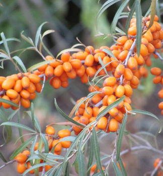 Sanddorn SLUNKO 20-30 cm, cont. 0,5 l - weibliche Zuchtsorte