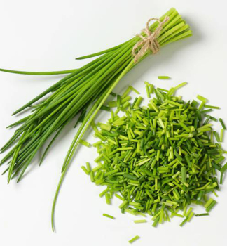 Schnittlauch (Allium Schnittlauch), Cont. 0,3 l