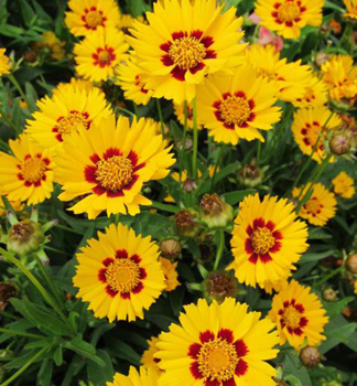 M�dchenauge 'SUNFIRE' Cont. 0,5 l