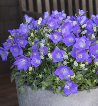 Karpaten Glockenblume �PEARL BLUE� Cont. 1 l