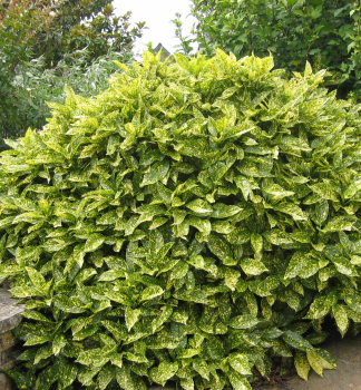 Japanische Aukube VARIEGATA 20-30 cm, Cont. 2,5 l