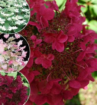 Rispenhortensie WIMS RED 50-60 cm, Cont. 7,5 l