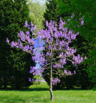 Blauglockenbaum 190-210 cm, Cont. 10 l
