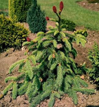 Zapfen-Fichte �ACROCONA� 50-60 cm, Cont. 7,5 l