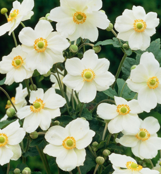 Anemone ANDREA ATKINSON Cont. 1 l