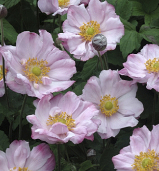 Anemone LORELEI Cont. 0,5 l