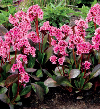 Bergenie �DRAGONFLY� SAKURA� Cont. 0,5 l