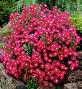 Glattblatt-Aster CRIMSON BROCADE Cont. 0,5 l